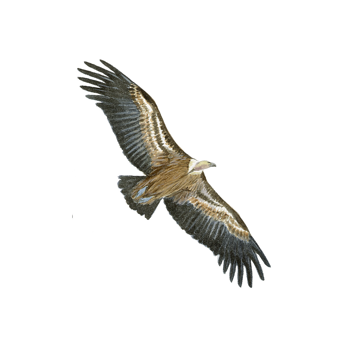 Gyps fulvus - Ilustração