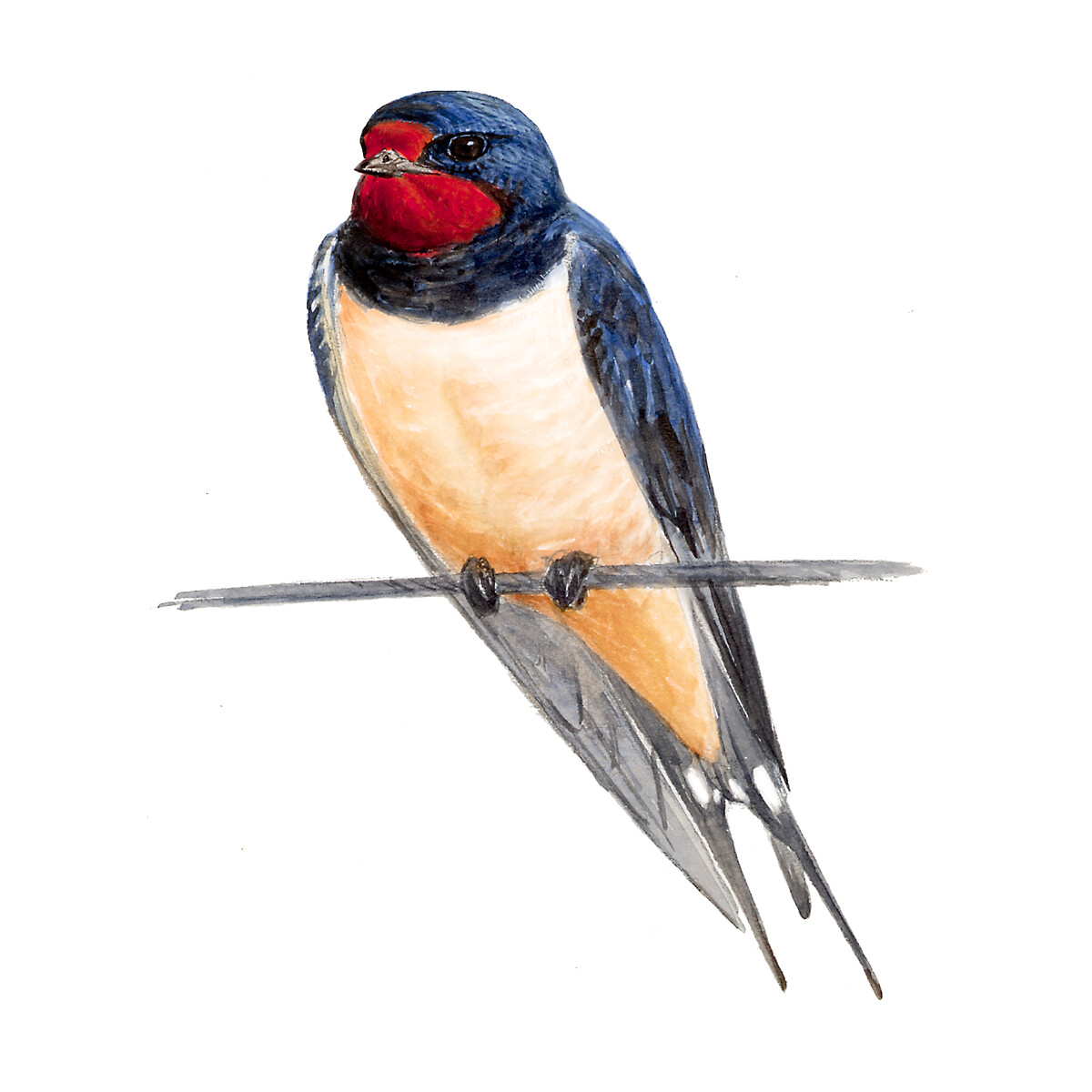 Hirundo rustica - Ilustração
