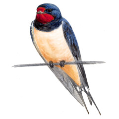 Hirundo rustica - Ilustração