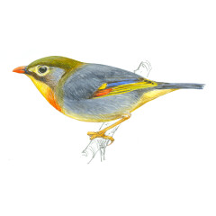 Leiothrix lutea - Ilustração