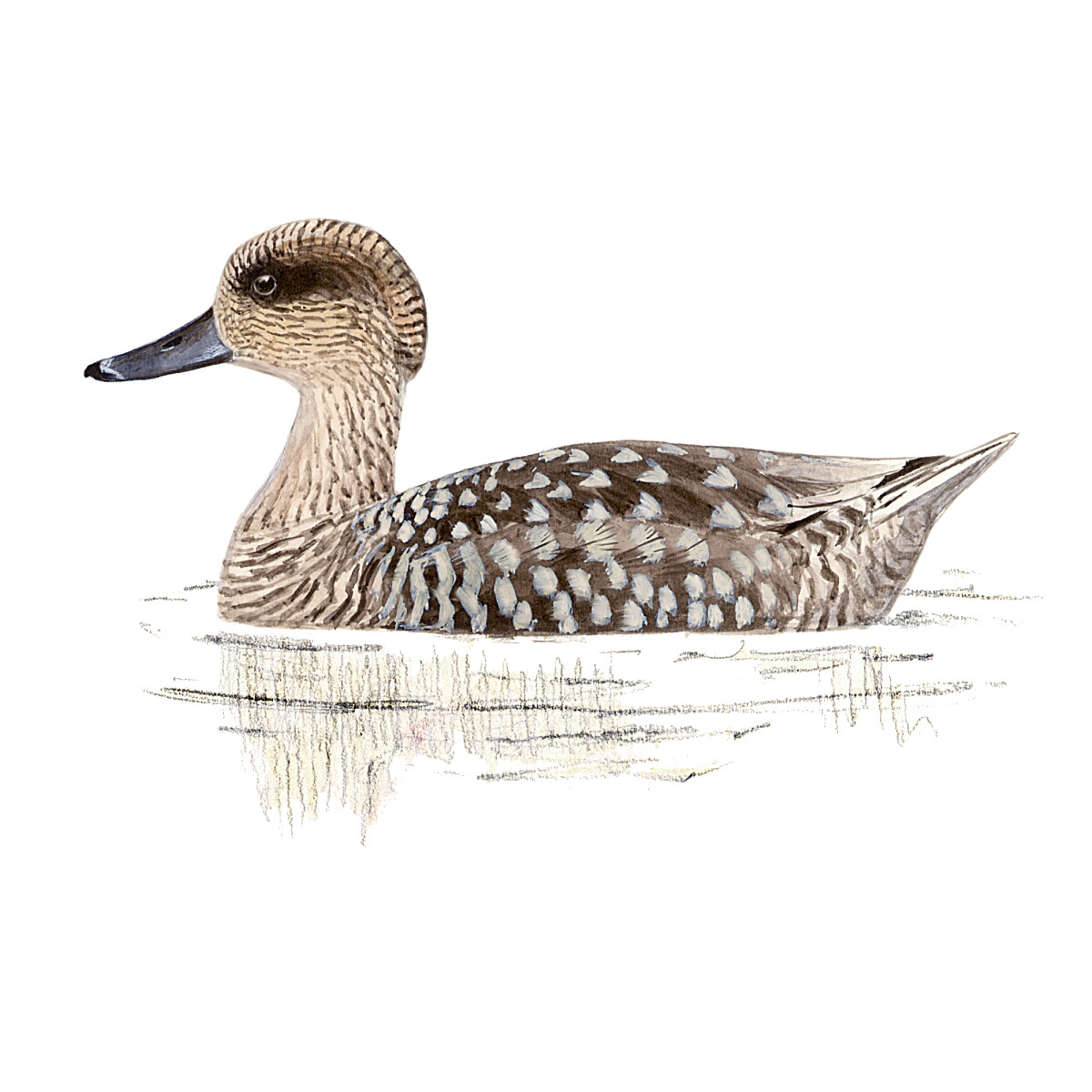 Marmaronetta angustirostris - Ilustração