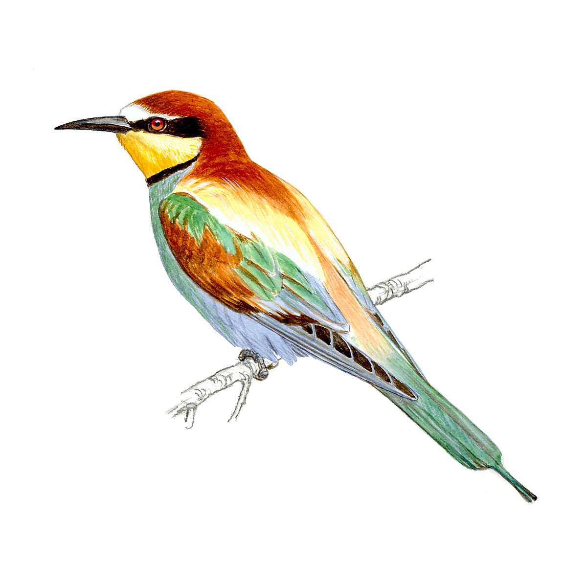 Merops apiaster - Ilustração