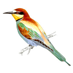 Merops apiaster - Ilustração