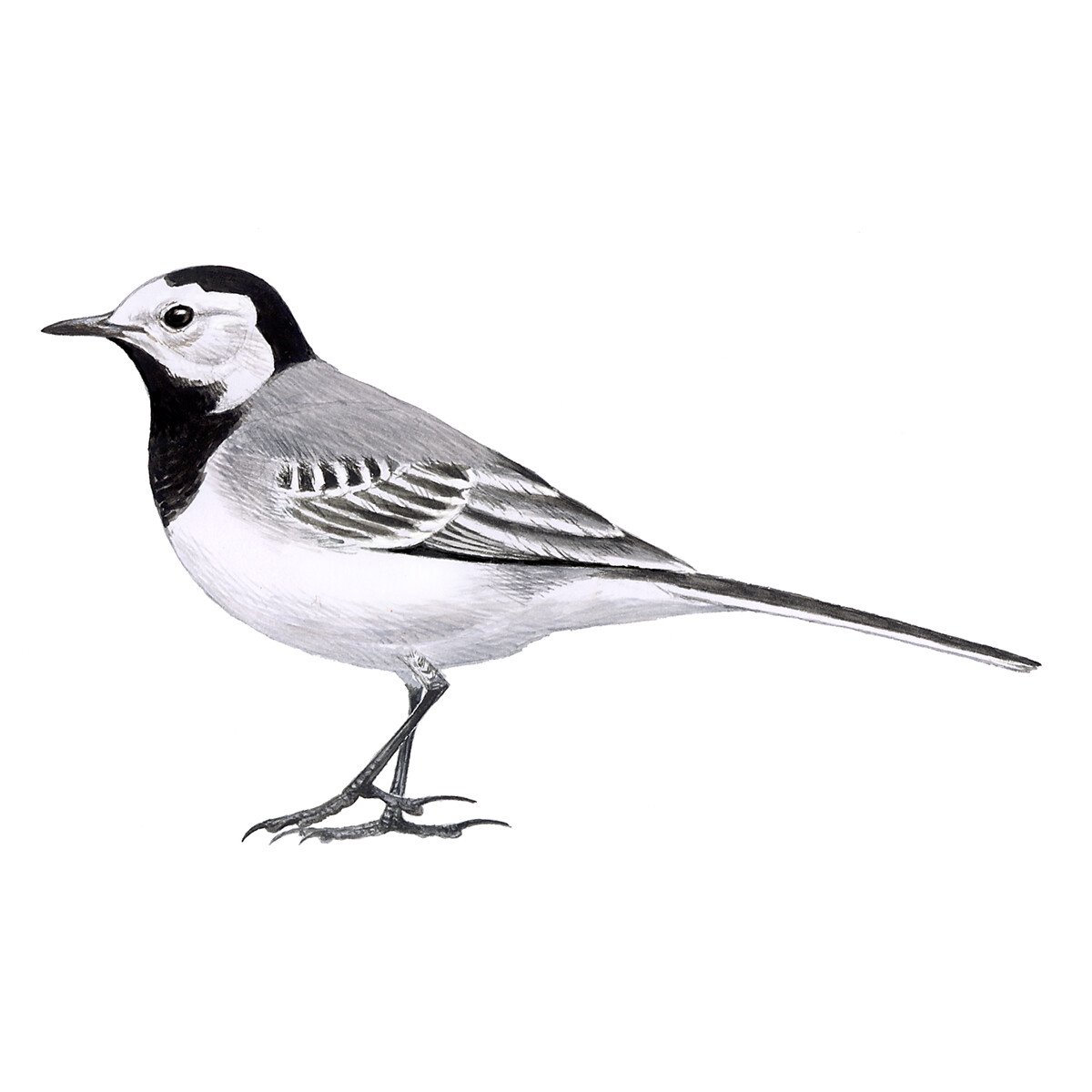 Motacilla alba - Ilustração