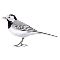 Motacilla alba - Ilustração