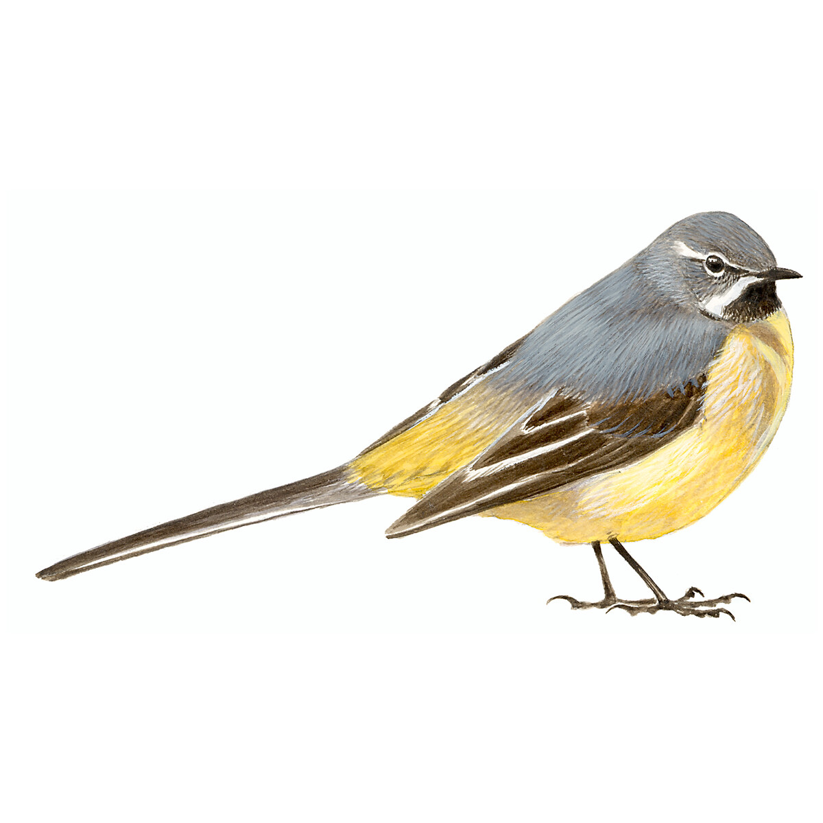 Motacilla cinerea - Ilustração