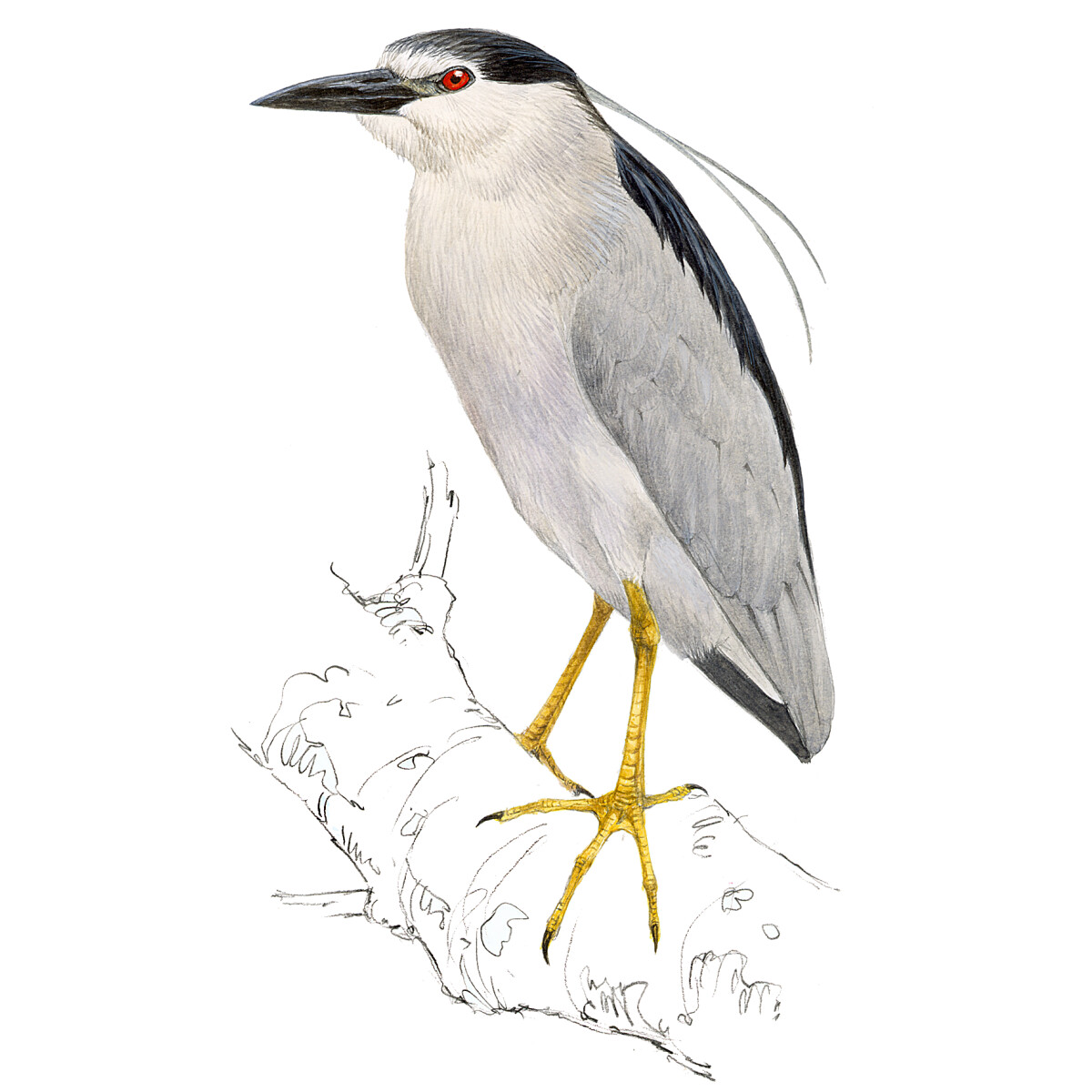 Nycticorax nycticorax - Ilustração
