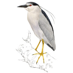 Nycticorax nycticorax - Ilustração