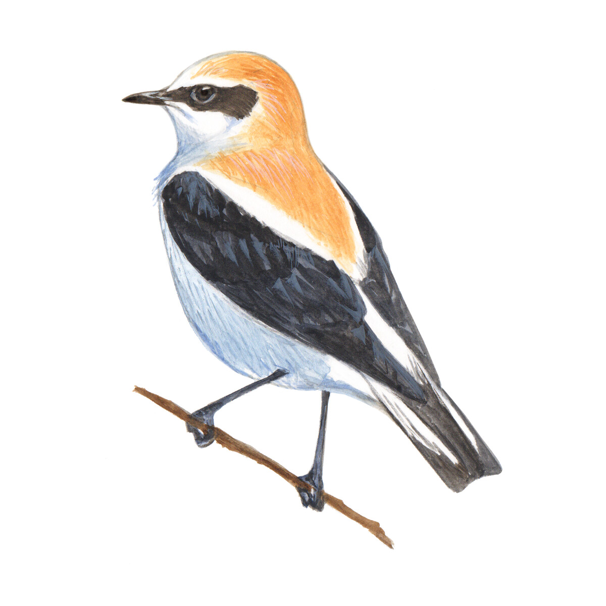 Oenanthe hispanica - Ilustração