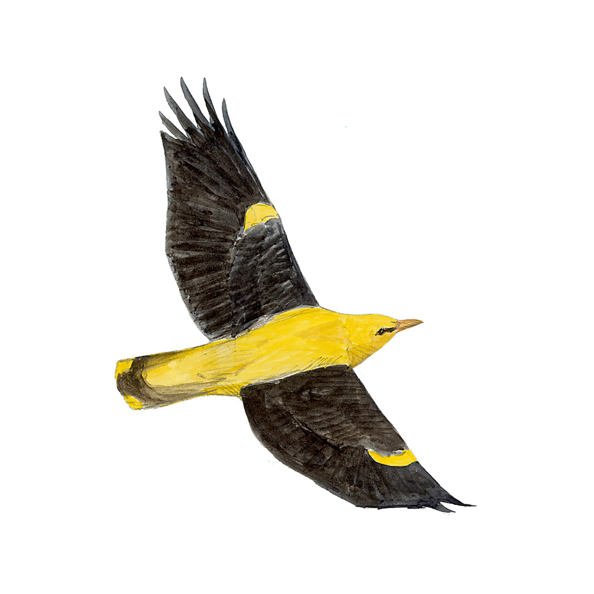 Oriolus oriolus - Ilustração