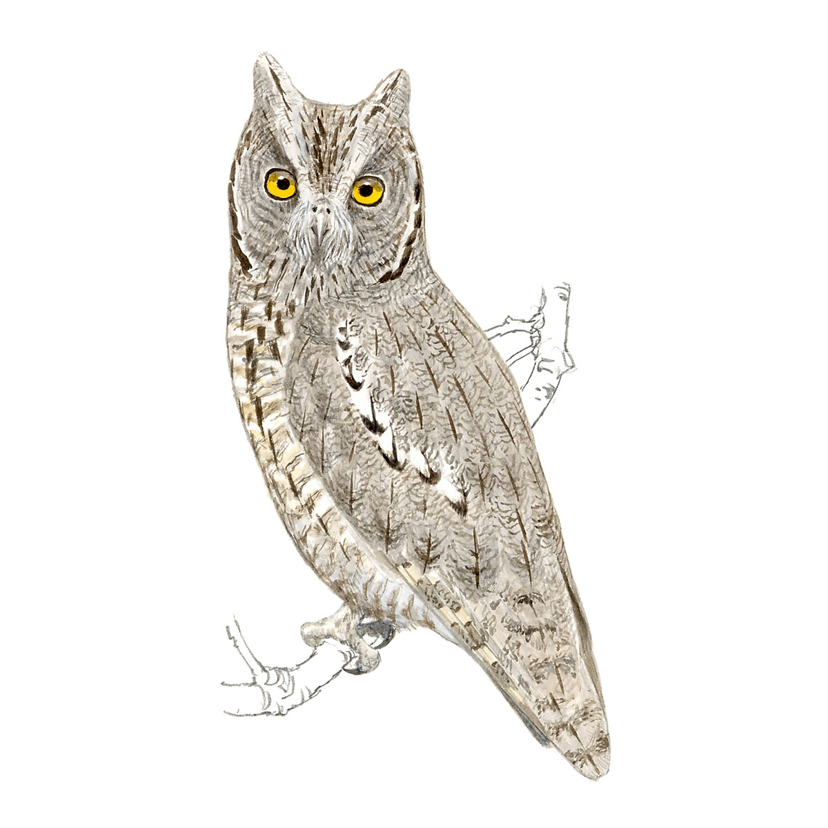 Otus scops - Ilustração