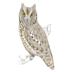 Otus scops - Ilustração