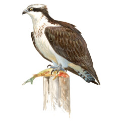 Pandion haliaetus - Ilustração