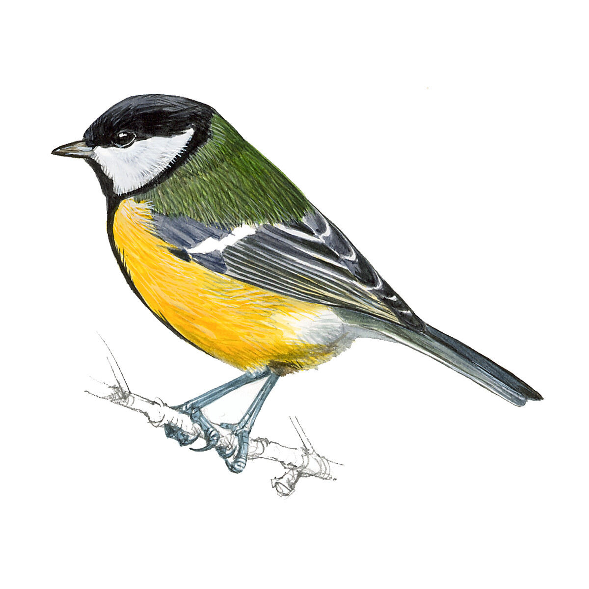 Parus major - Ilustração