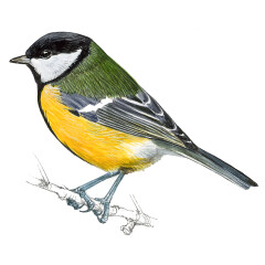 Parus major - Ilustração