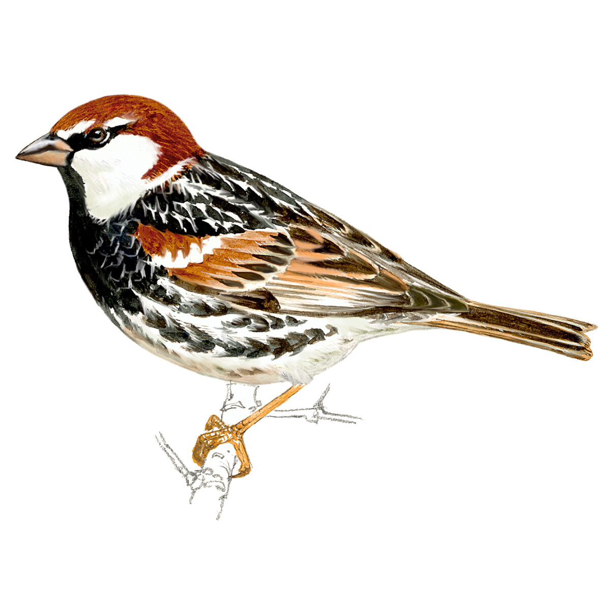 Passer hispaniolensis - Ilustração