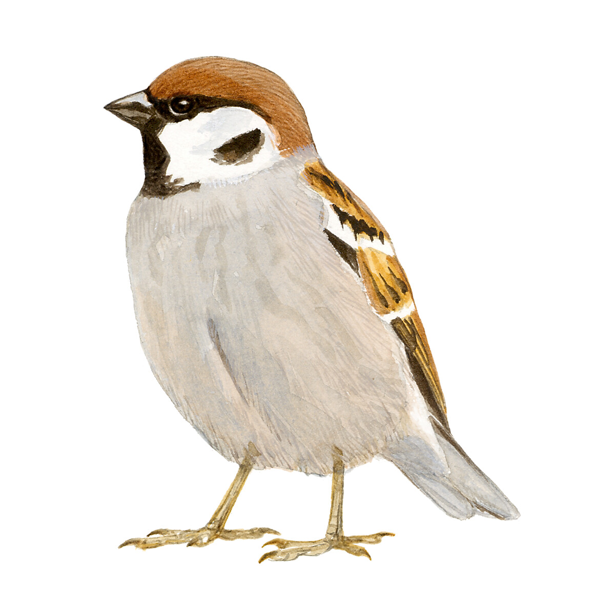 Passer montanus - Ilustração