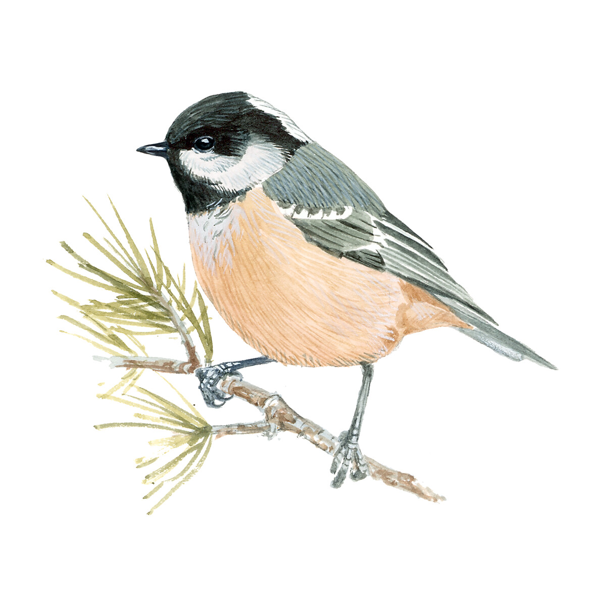 Periparus ater - Ilustração