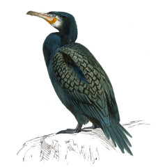 Phalacrocorax carbo - Ilustração