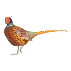 Phasianus colchicus - Ilustração