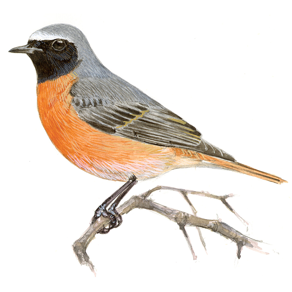 Phoenicurus phoenicurus - Ilustração
