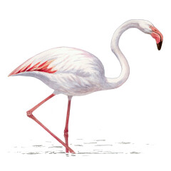 Phoenicopterus roseus - Ilustração