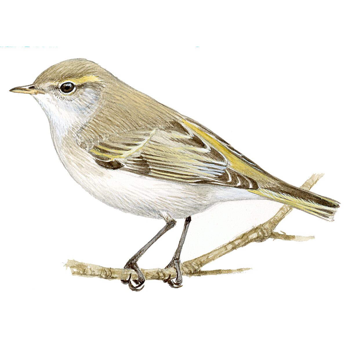 Phylloscopus bonelli - Ilustração