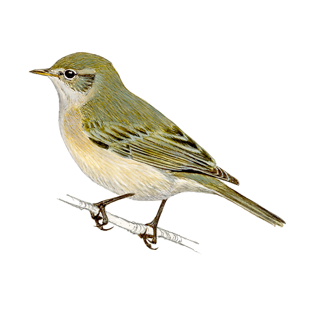 Phylloscopus collybita - Ilustração