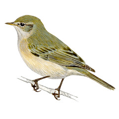 Phylloscopus collybita - Ilustração