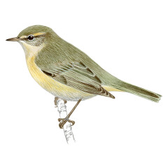 Phylloscopus ibericus - Ilustração