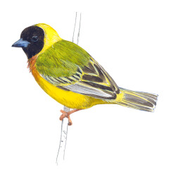 Ploceus melanocephalus - Ilustração