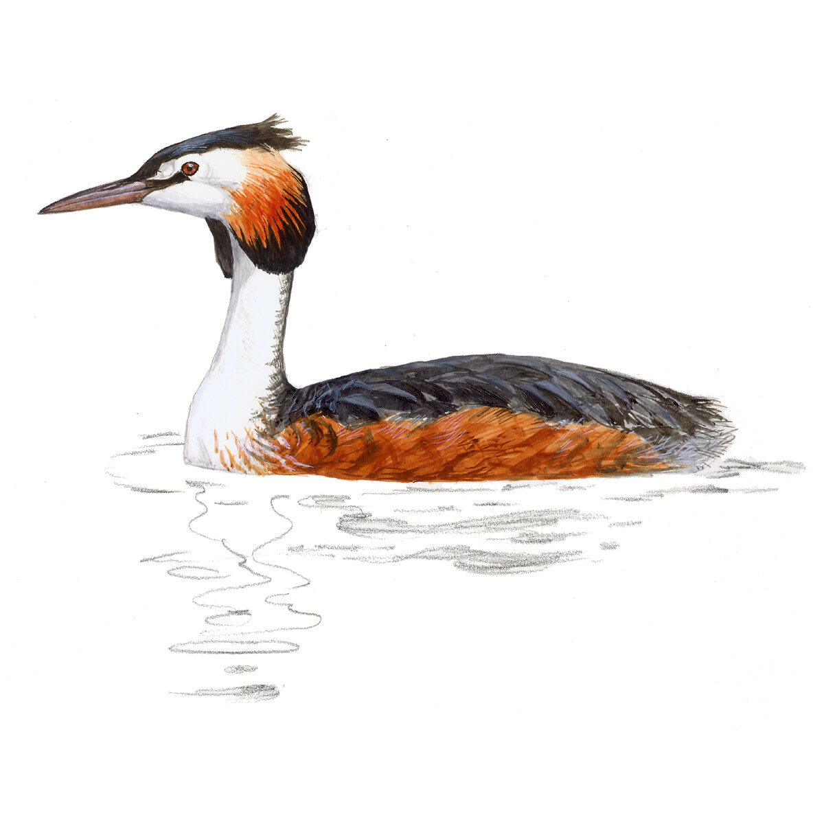 Podiceps cristatus - Ilustração