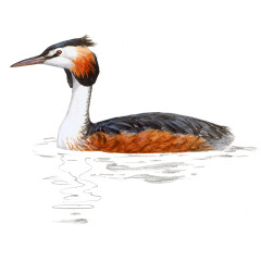 Podiceps cristatus - Ilustração