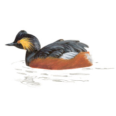 Podiceps nigricollis - Ilustração