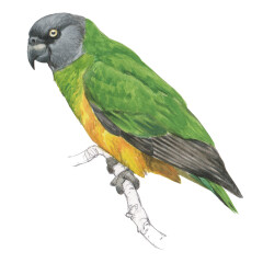 Poicephalus senegalus - Ilustração