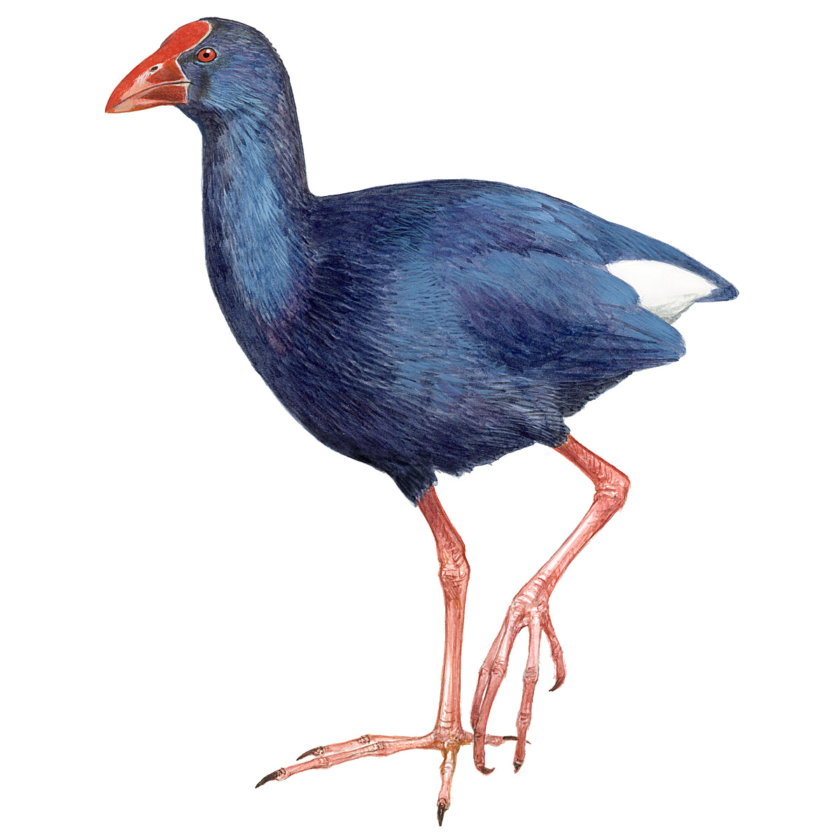 Porphyrio porphyrio - Ilustração