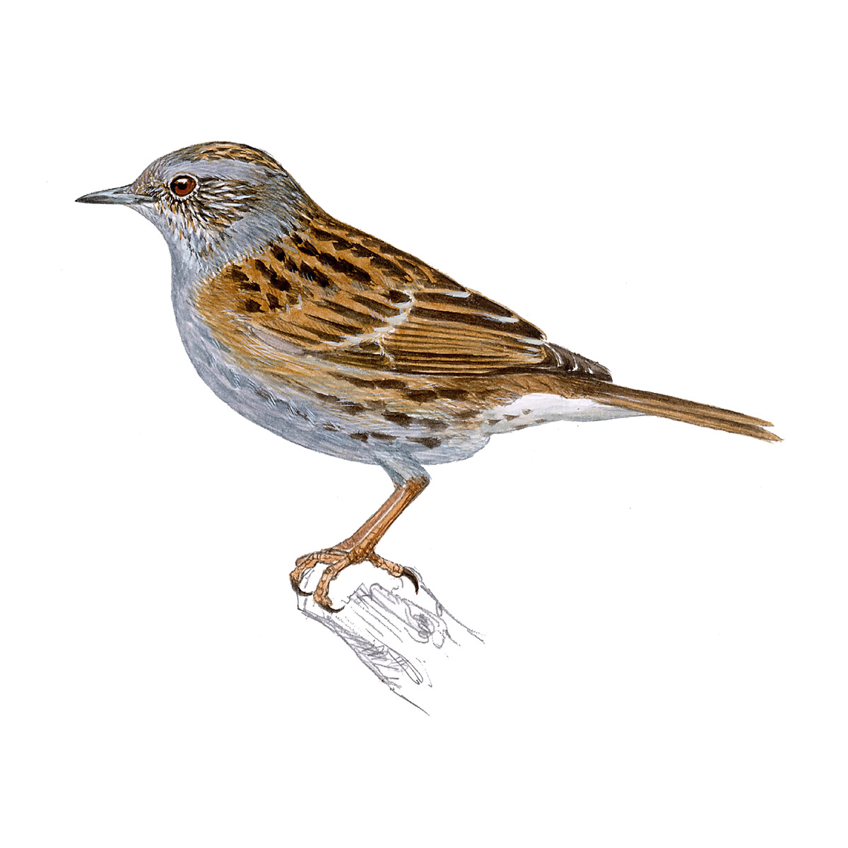 Prunella modularis - Ilustração