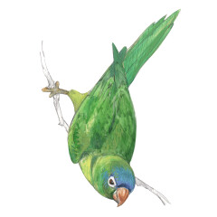 Psittacara acuticaudatus - Ilustração