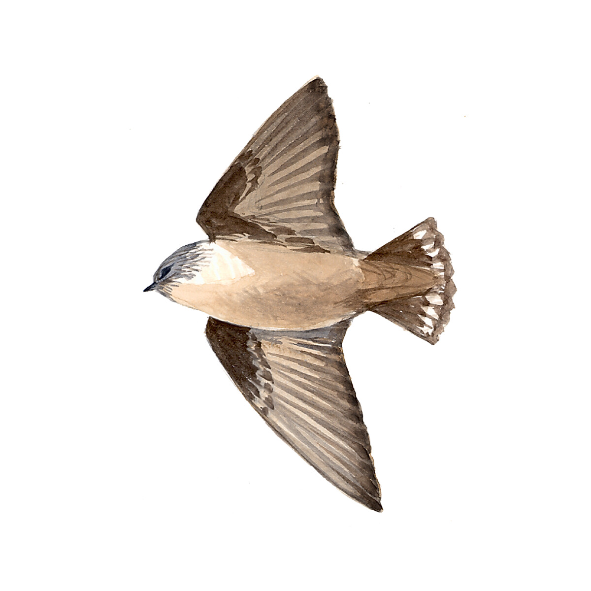 Ptyonoprogne rupestris - Ilustração