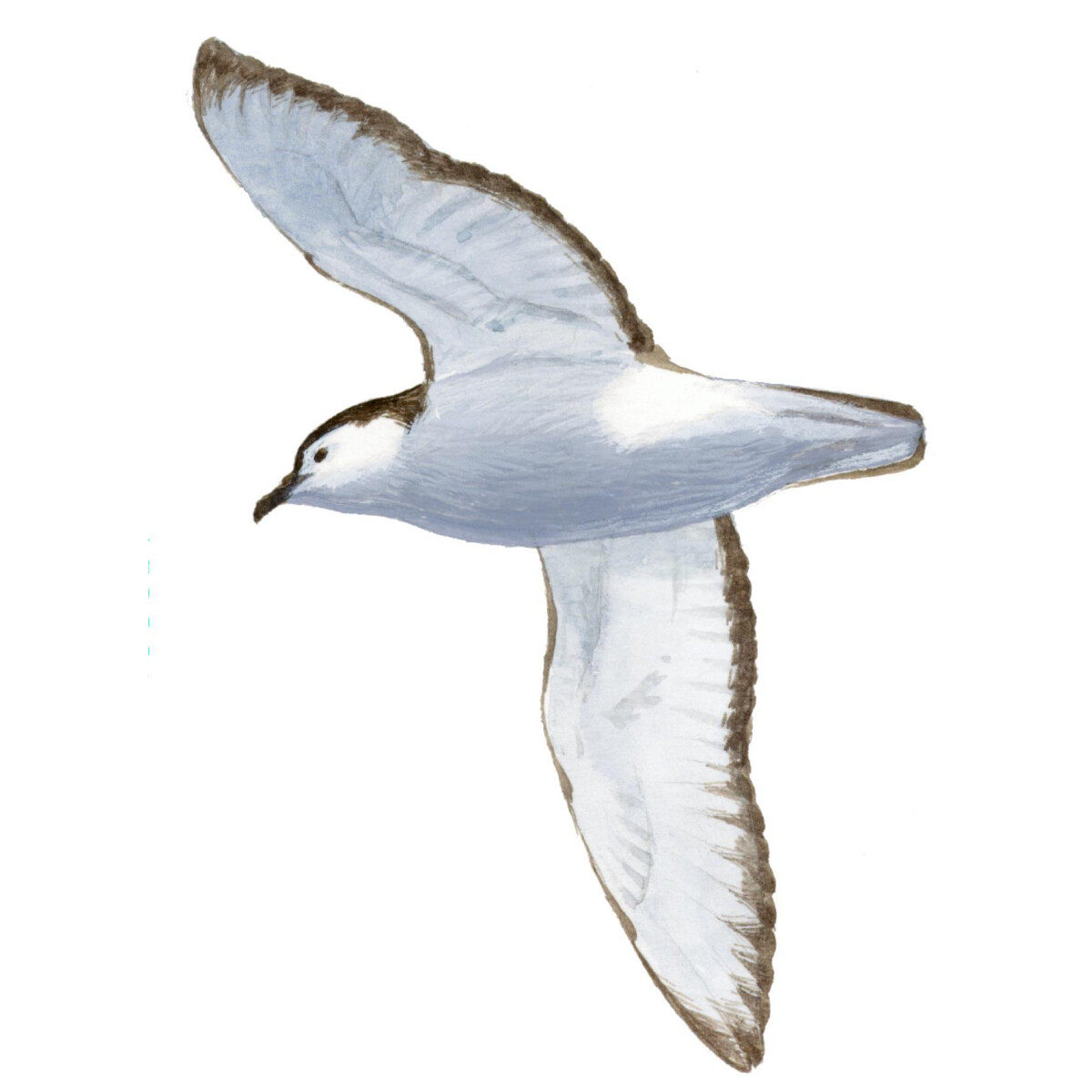 Puffinus lherminieri - Ilustração