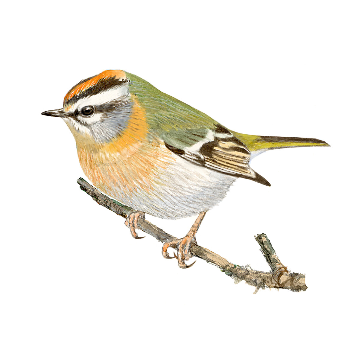 Regulus ignicapilla - Ilustração