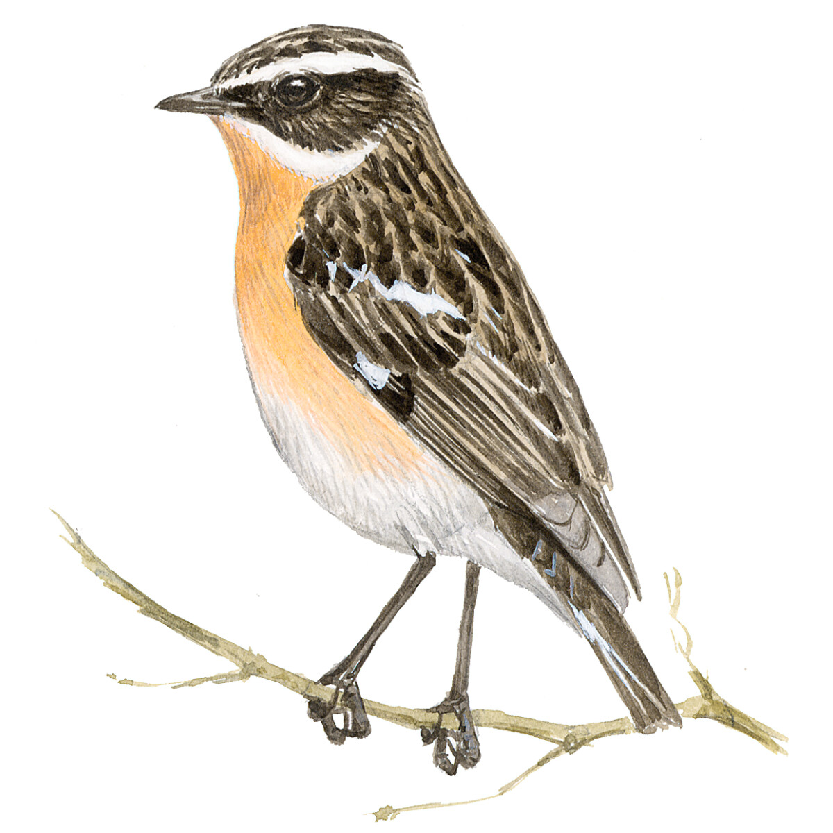 Saxicola rubetra - Ilustração