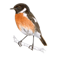 Saxicola torquatus - Ilustração