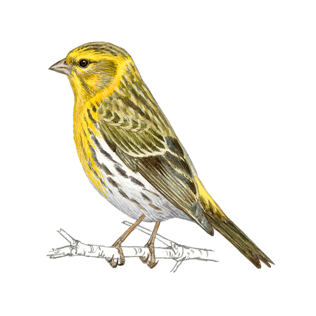 Serinus serinus - Ilustração