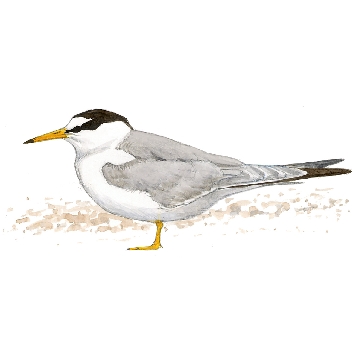 Sternula albifrons - Ilustração