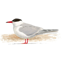 Sterna hirundo - Ilustração