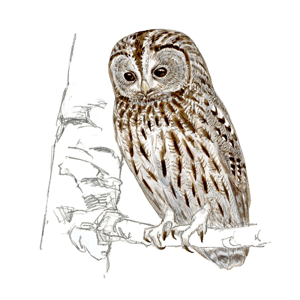 Strix aluco - Ilustração