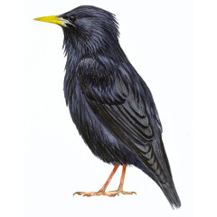 Sturnus unicolor - Ilustração