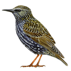 Sturnus vulgaris - Ilustração