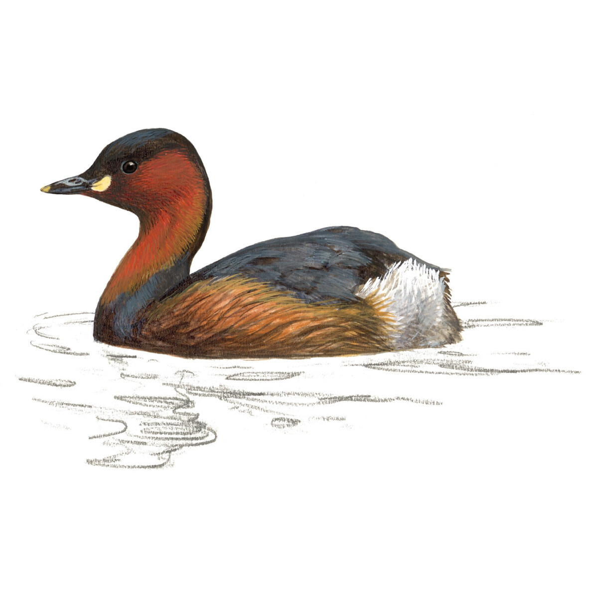 Tachybaptus ruficollis - Ilustração